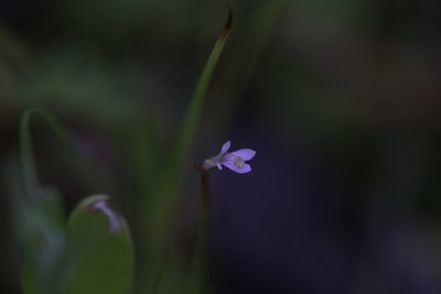 Stylidium elachophyllum, photographed by Hugo Innes