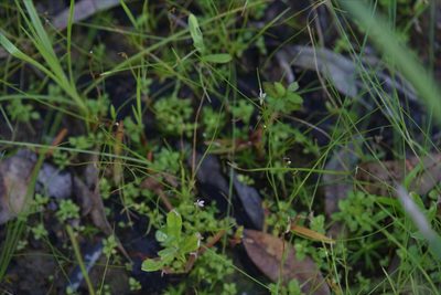 Stylidium elachophyllum, photographed by Hugo Innes