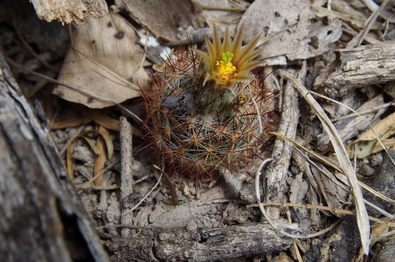 Pelecyphora emskoetteriana, photographed by Eric Knight