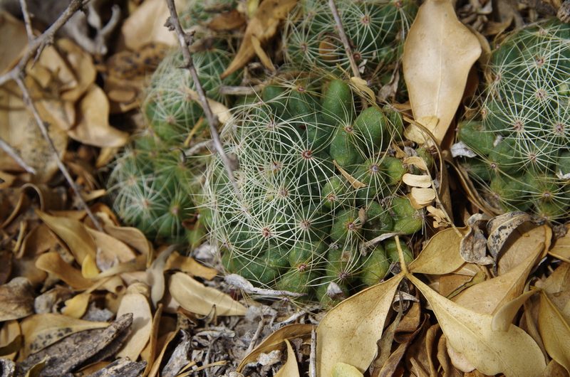 Mammillaria sphaerica, photographed by Eric Knight