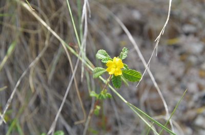 Turnera diffusa, photographed by Eric Knight