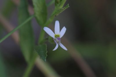 Lobelia leucotos, photographed by Hugo Innes