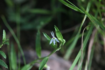 Lobelia leucotos, photographed by Hugo Innes