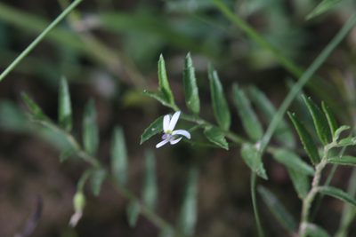 Lobelia leucotos, photographed by Hugo Innes