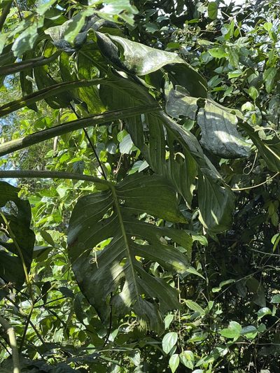 Monstera adansonii, photographed by Nicolás Baresch Uribe