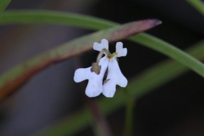 Stylidium capillare, photographed by Hugo Innes