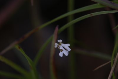 Stylidium capillare, photographed by Hugo Innes