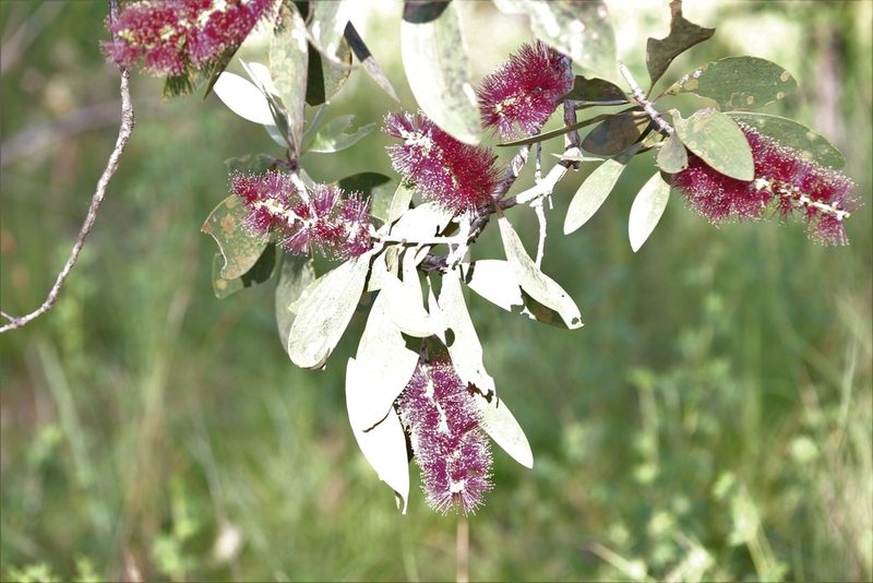 Melaleuca viridiflora, photographed by Hugo Innes