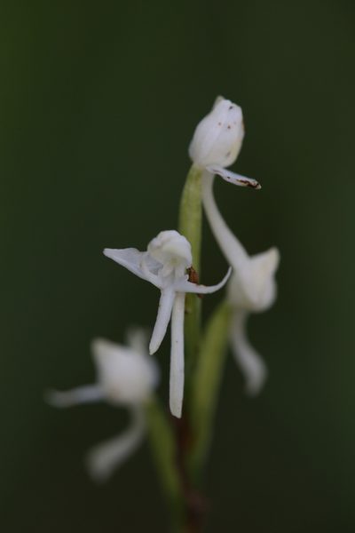 Habenaria propinquior, photographed by Hugo Innes