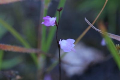 Utricularia minutissima, photographed by Hugo Innes