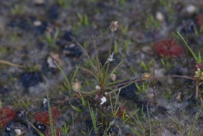 Byblis liniflora, photographed by Hugo Innes