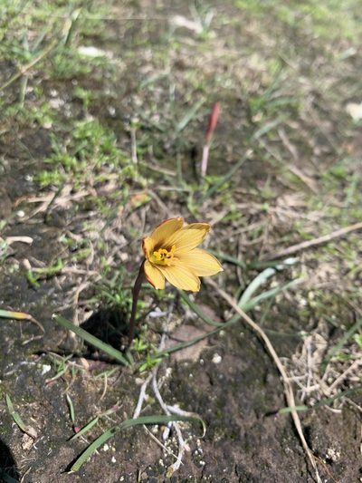Zephyranthes susatana, photographed by Luis Enrique Calderón Franco
