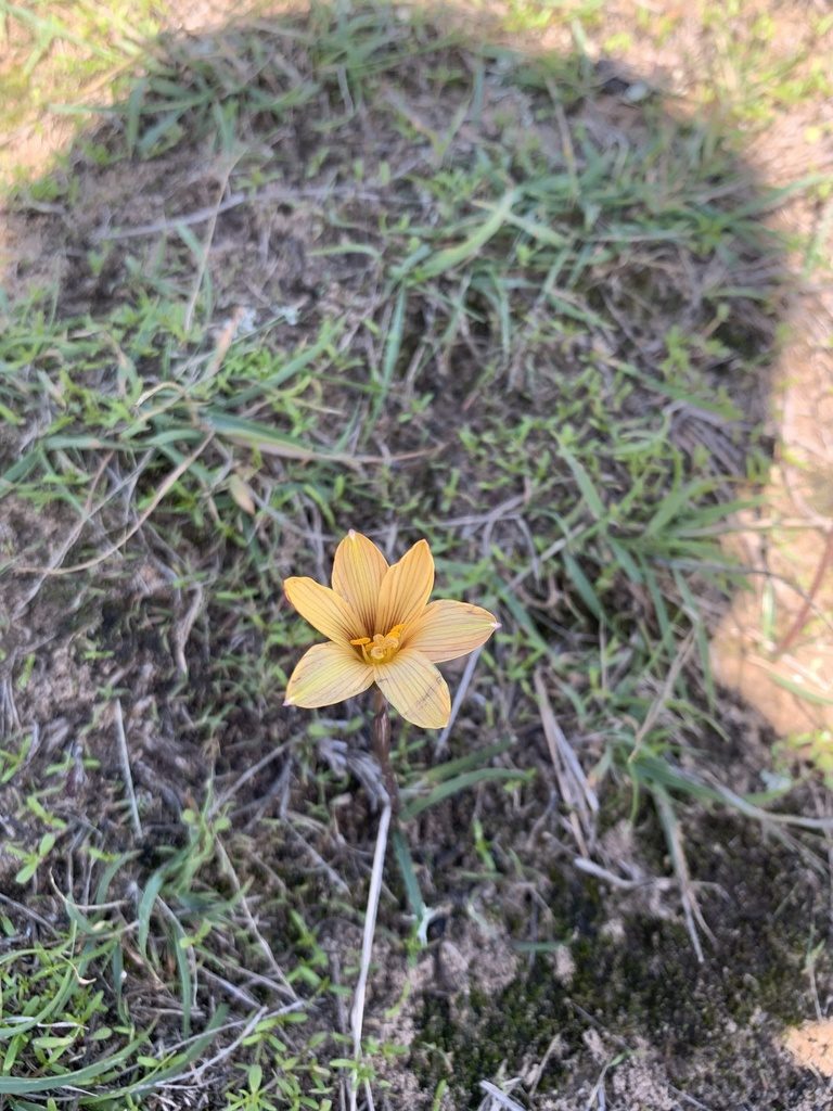 Zephyranthes susatana, photographed by Luis Enrique Calderón Franco