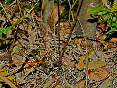 Dryopteris tenuipes, photographed by Jacy Chen