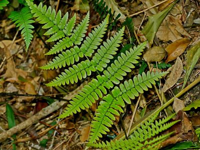 Dryopteris tenuipes, photographed by Jacy Chen