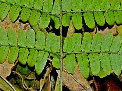 Dryopteris tenuipes, photographed by Jacy Chen