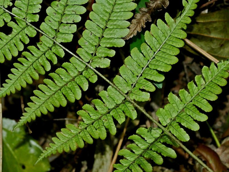 Dryopteris tenuipes, photographed by Jacy Chen