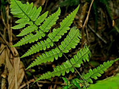 Dryopteris tenuipes, photographed by Jacy Chen