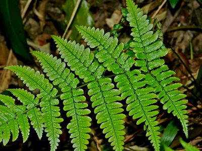 Dryopteris tenuipes, photographed by Jacy Chen
