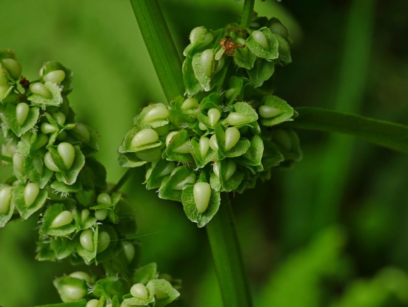 Rumex japonicus, photographed by Jacy Chen