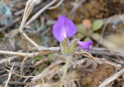 Gueldenstaedtia verna, photographed by Zinogre