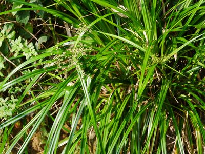 Scirpus ternatanus, photographed by Jacy Chen