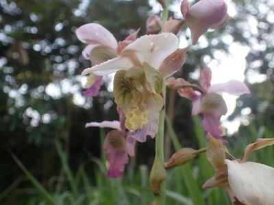 Eulophia horsfallii, photographed by Mahomed Desai