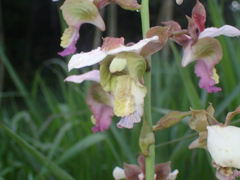 Eulophia horsfallii, photographed by Mahomed Desai