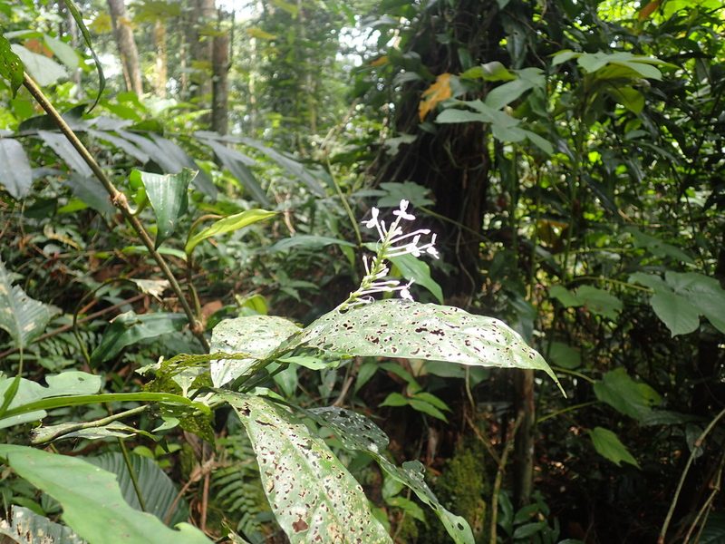 Pseuderanthemum ludovicianum, photographed by Mahomed Desai