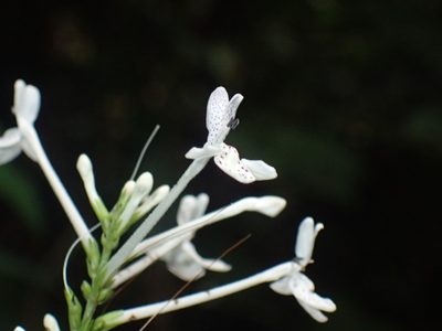 Pseuderanthemum ludovicianum, photographed by Mahomed Desai