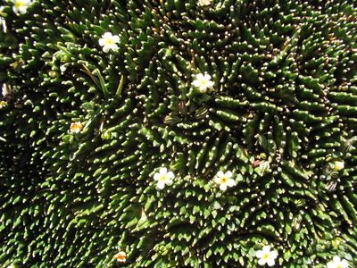 Ourisia muscosa, photographed by cstobie