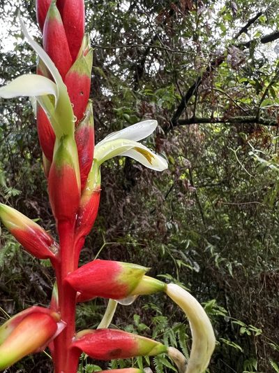 Pitcairnia maidifolia, photographed by Nicolás Baresch Uribe