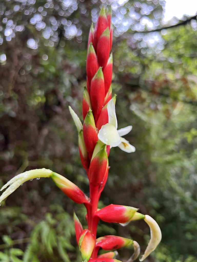Pitcairnia maidifolia, photographed by Nicolás Baresch Uribe
