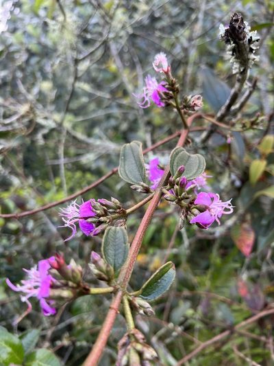 Tibouchina bipenicillata, photographed by Nicolás Baresch Uribe