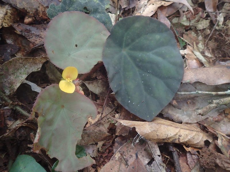 Begonia mildbraedii, photographed by Mahomed Desai