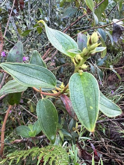 Tibouchina bipenicillata, photographed by Nicolás Baresch Uribe