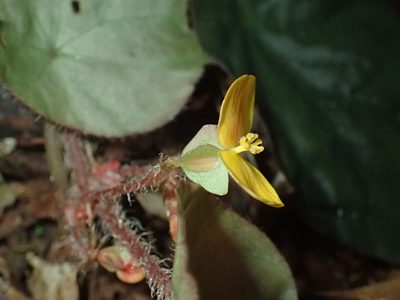Begonia mildbraedii, photographed by Mahomed Desai