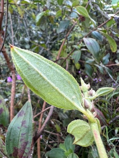 Tibouchina bipenicillata, photographed by Nicolás Baresch Uribe