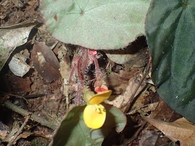 Begonia mildbraedii, photographed by Mahomed Desai
