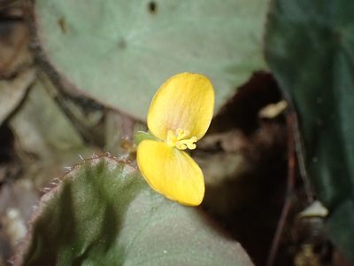 Begonia mildbraedii, photographed by Mahomed Desai