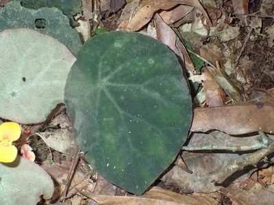 Begonia mildbraedii, photographed by Mahomed Desai
