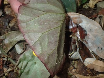 Begonia mildbraedii, photographed by Mahomed Desai