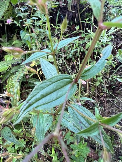 Pterogastra divaricata, photographed by Nicolás Baresch Uribe