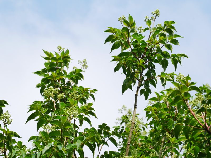Staphylea japonica, photographed by Jacy Chen