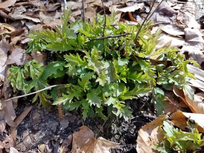 Aureolaria flava, photographed by Leila Dasher