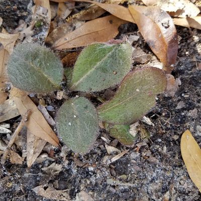 Hieracium gronovii, photographed by Leila Dasher