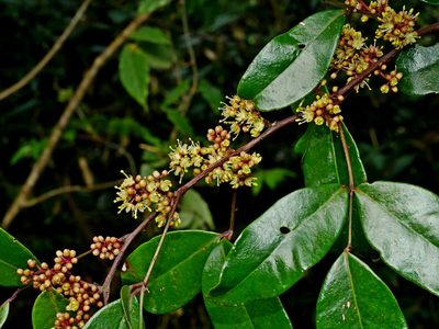 Zanthoxylum nitidum, photographed by Jacy Chen