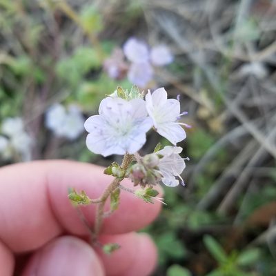 Phacelia dubia, photographed by Leila Dasher