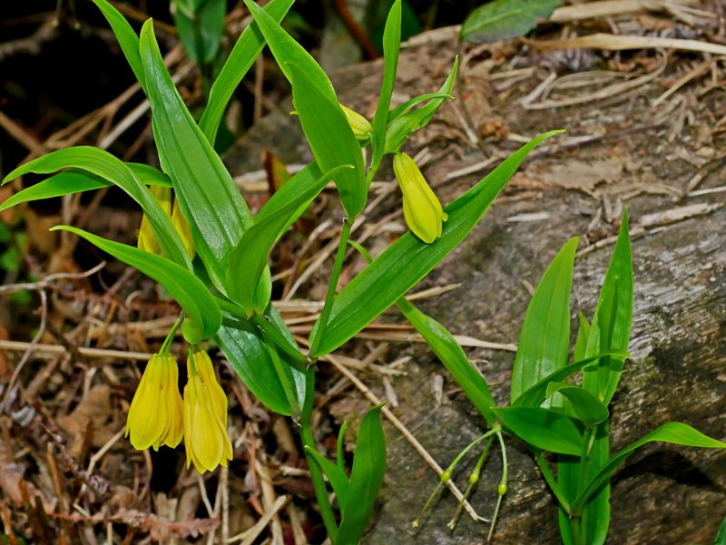 Disporum shimadae, photographed by Jacy Chen