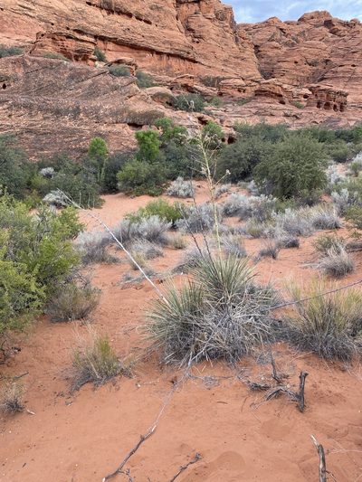 Yucca utahensis, photographed by Kate Harper